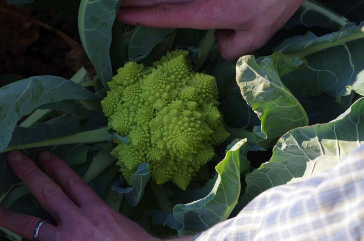 Romanesco cauliflower starting to head