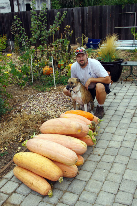 All of this Pink Banana Squash came from just a single volunteer plant that we only watered twice