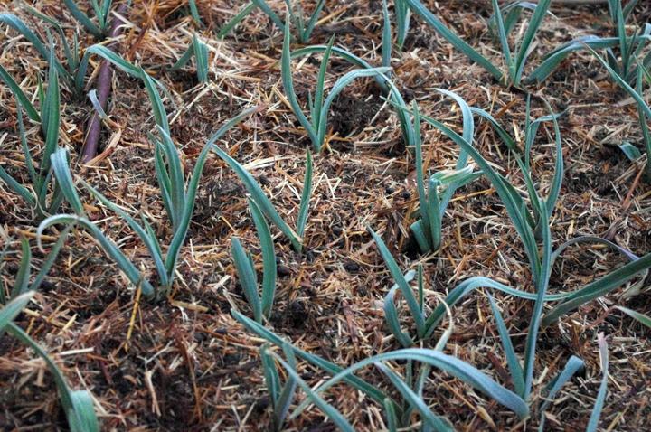 Give all your plants a thick layer of mulch